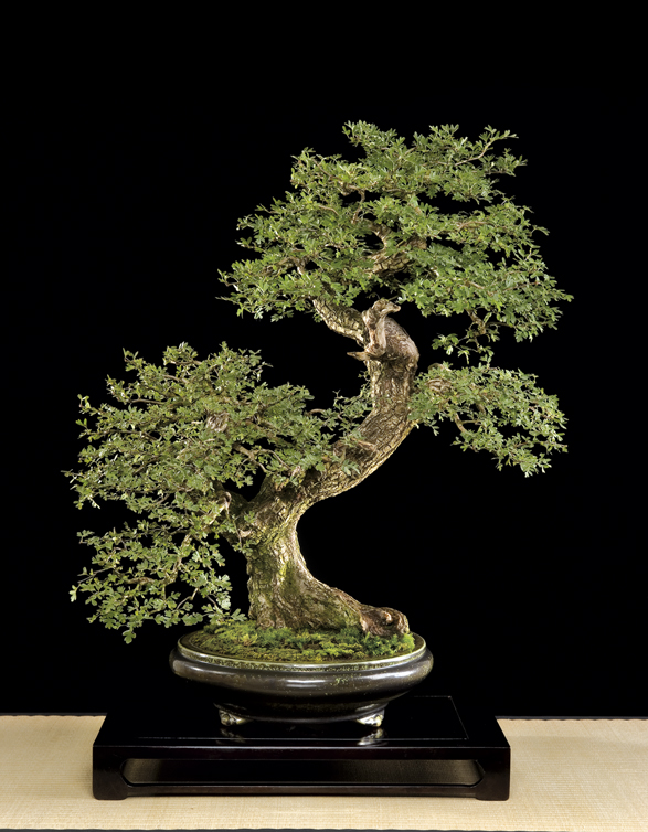 Bonsai, cay canh nghe thuat, cây cảnh nghệ thuật, cay the, cây thế, triển lãm bonsai, trien lam bonsai, triển lãm cây thế, trien lam cay the